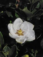 Gardenia-Grandiflora-Star-main.jpg