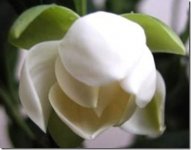 michelia magnolia coco_thumb[2].jpg