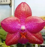 1Phal.jpg