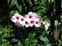 Pandorea_jasminoides_flowers_photo_file_183_KB.jpg