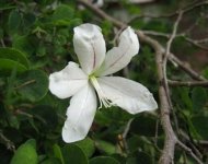 390651_100714064000_Bauhinia_natalensis.jpg