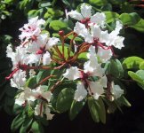 BAUHINIA PETERSIANA SP MACRANTHA.jpg