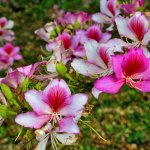 bauhinia-variegata.jpg