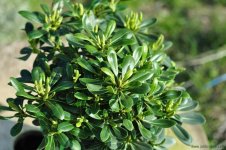 PITTOSPORUM_tobira_nana_04.JPG