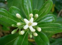 PITTOSPORUM TOBIRA 'NANUM'.jpg