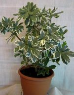 pittosporum_variegata.jpg