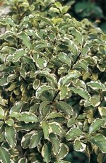 Pittosporum tenuifolium Silver Queen.jpg