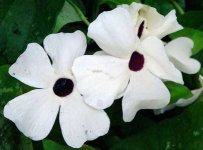 thunbergia_alba.jpg