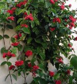 CLERODENDRON520COCCINEA.jpg