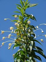 Starr_071024-0081_Clerodendrum_indicum.jpg