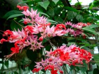 Clerodendrum_speciosum.jpg