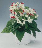 clerodendrum_thomsoniae.jpg