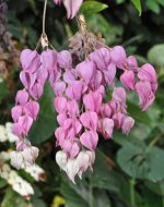 Clerodendrum_thomsoniae_-_blossom_-_withered_-_Stadtgärtnerei_Zürich_-_20100919.jpg