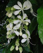 CLERODENDRON WALLICHI.jpg