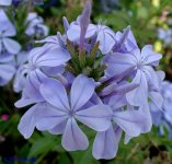 plumbago_capensis_CAL-ST-CHICO_01s.JPG