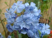 PLUMBAGO CAPENSIS OUTREMER.JPG