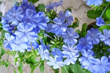 Plumbago_Capensis_Outremer.jpg