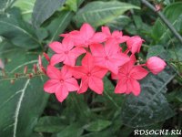 Plumbago_Indica2.jpg