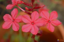 plumbago-indica-rosea-visoflora-29511.jpg