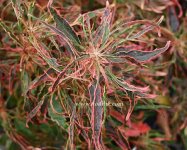 ACALYPHA FIRESTORM copie.jpg