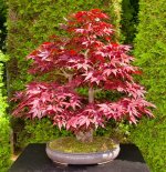 acer-palmatum-atropurpureum.jpg