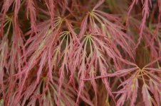 acer-palmatum-dissectum-atropurpureum-leaf.jpg