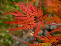 Acer-palmatum-dissectum-Seiryu-Autumn-leaf-color-ⓒ-Michaela-at-TGE.jpg