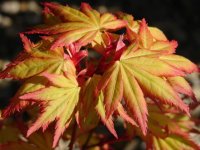 acer_palmatum_orange_dream4__76681.1356434898.1280.1280.jpg