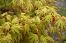 acer-palmatum-orange-dream_4170125-L.jpg