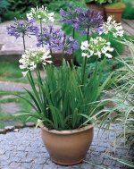 agapanthus1.jpg