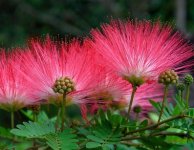 Albizia_julibrissin_Rouge_de_Tuiliere.jpg