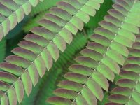 2216_5_Albizia-julibrissin-Summer-Chocolate-Seidenbaum-Summer-Chocolate.jpg