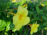 allamanda-cathartica-grandiflora.jpg