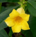 Allamanda_schottii_flower_photo_file_155KB.jpg