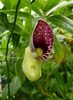 aristolochia_elegans_new2.jpg