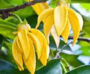 Ylang-Ylang-vine.jpg