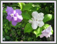 Brunfelsia calycina_07.jpg