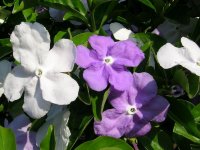 brunfelsia-bonodora.jpg