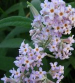 BUDDLEIA520FARRERI.jpg