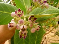 Calotropis procera flowers_Goree.preview.JPG