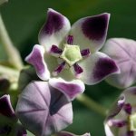 CALOTROPIS_procera.jpg