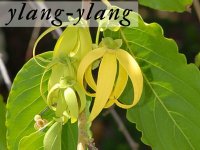 Ylang-Ylang.jpg