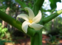 papaya-flower-1-thumb-700x505-7436.jpg