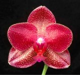 phalaenopsis-mituo-sun.jpg