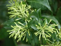 03087-Cestrum-nocturnum.jpg