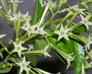 cestrum-nocturnum.jpg