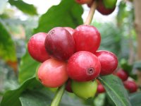 photo-coffea-arabica-2.jpg