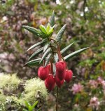 IMG_1350_Crinodendron_hookerianum.jpg