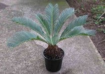 cycas.jpg