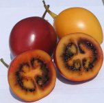 603px-Tamarillos-520x516.jpg